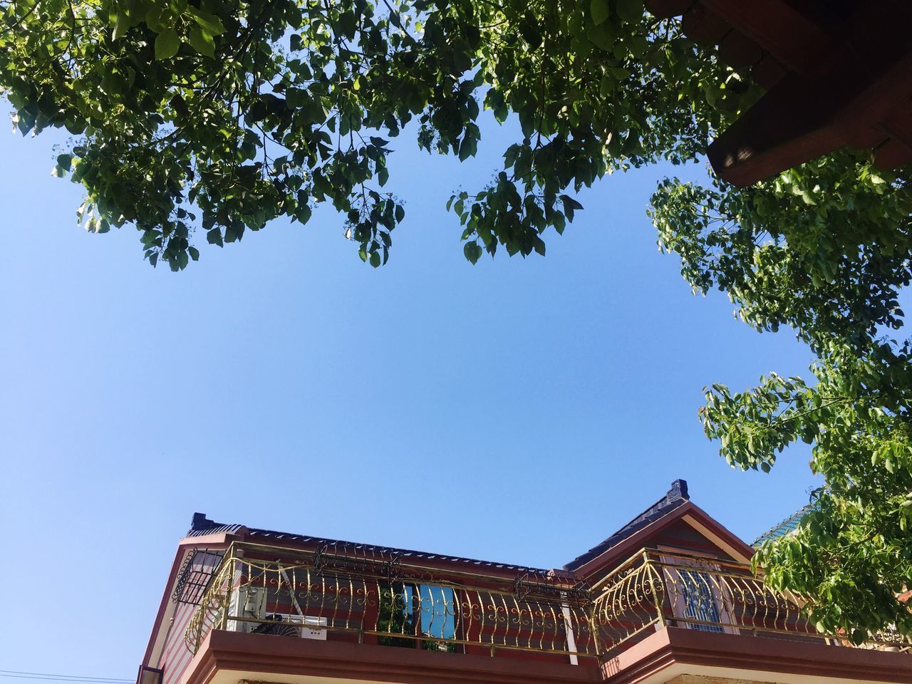 low angle view, tree, clear sky, built structure, architecture, building exterior, branch, growth, sky, day, high section, outdoors, no people, blue, part of, roof, sunlight, copy space, nature, house