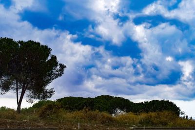 Trees on field against sky