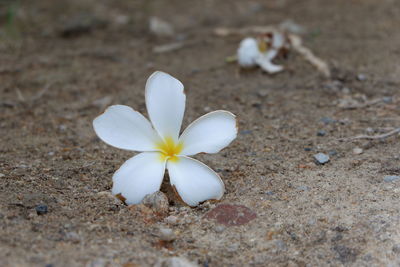 Close-up of white flower on field