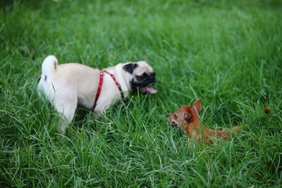 View of a dog on field