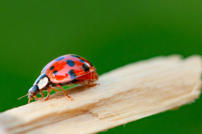 Close-up of ladybug on leaf