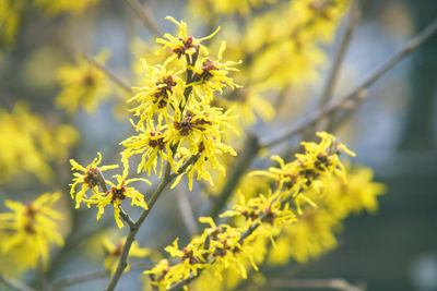 Close-up of yellow flowering plant