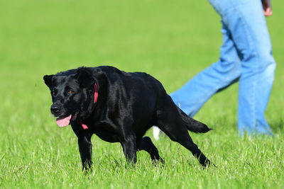 Close up of a young black labrador running through a field