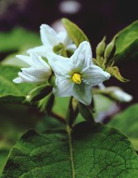 Close-up of white flowers