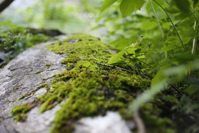 Close-up of moss growing on rock