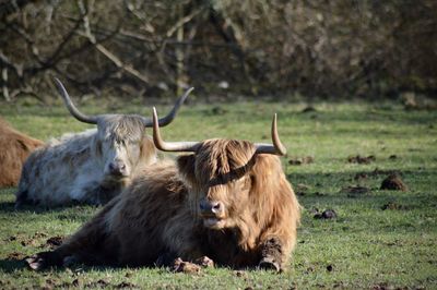 Highland cattle in a field