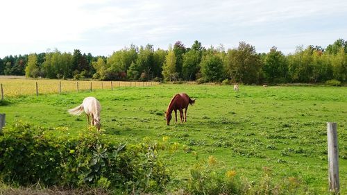 Horses grazing on field against sky