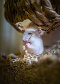 Close-up of hamster