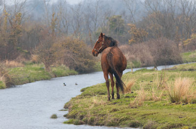 Horse in a forest