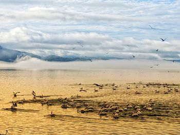 Seagulls flying over sea against sky