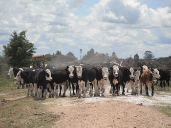 Cows on field against sky