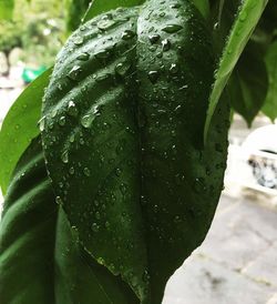 Close-up of water drops on leaves