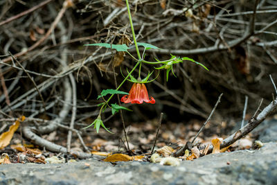 Close-up of dry flower on field