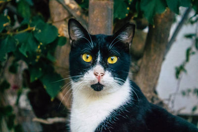 Close-up portrait of cat by sea