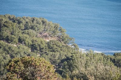 High angle view of trees on beach