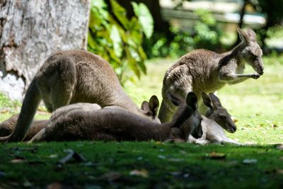 Kangaroos on a land