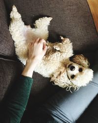 High angle view of dog relaxing at home