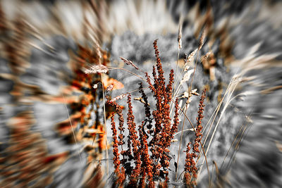 Close-up of flowering plant on field