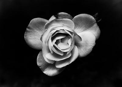 Close-up of flower over black background
