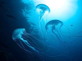 Jellyfish swimming in sea