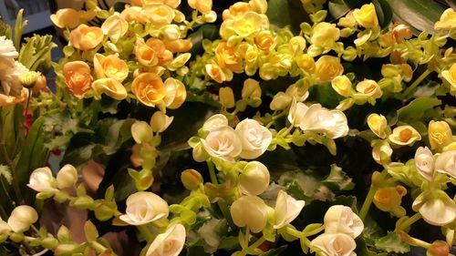 Close-up of flowers