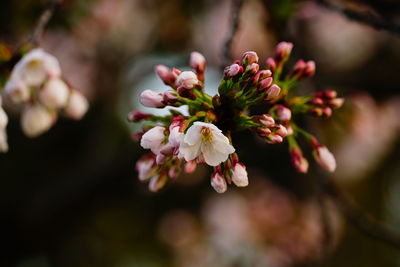 Close-up of flowers against blurred background