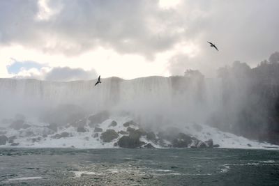 Birds flying over sea against sky