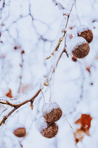 Close-up of snow covered tree