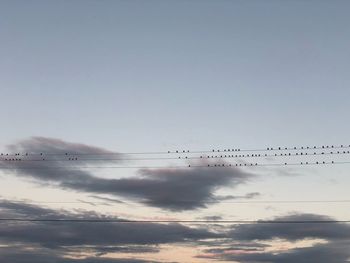 Low angle view of birds flying in sky