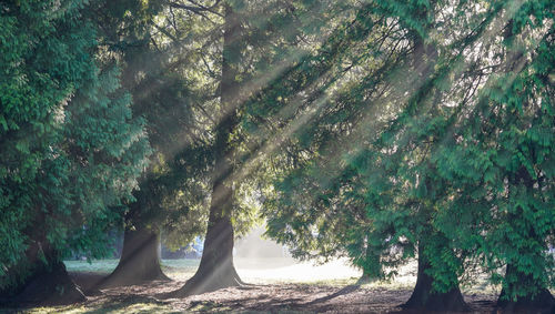 Trees by road in forest