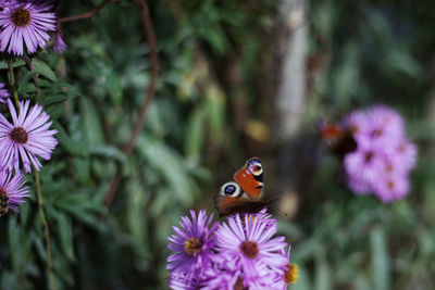 Close-up of butterfly pollinating on purple flower