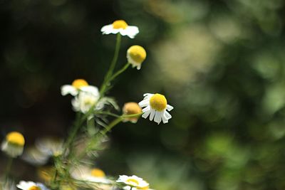 Close-up of white flowering plant