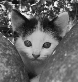 animal