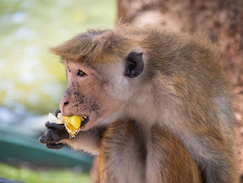 Close-up of monkey eating