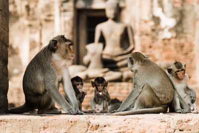Monkeys sitting against buddha statue at temple