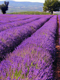 Flowers growing in field