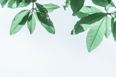 Close-up of leaves against white background