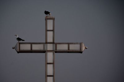 Low angle view of bird perching against clear sky