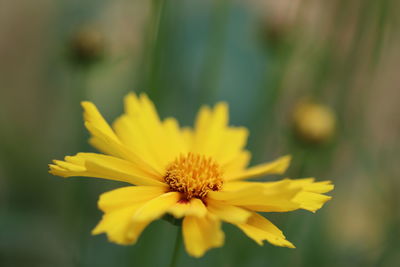 Close-up of yellow flowering plant