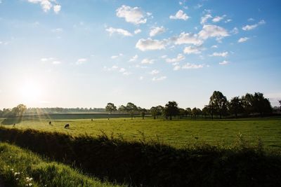 Scenic view of grassy field against sky