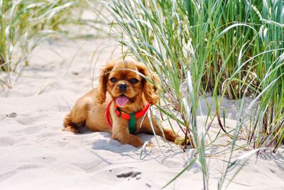 Dog sitting on grass