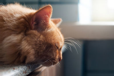 Close-up of a cat with eyes closed