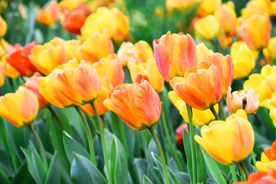 Tulips flowers garden in spring. orange yellow tulip colors.