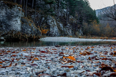 Fallen leaves in lake during autumn