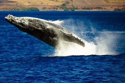 View of humpback whale breaching