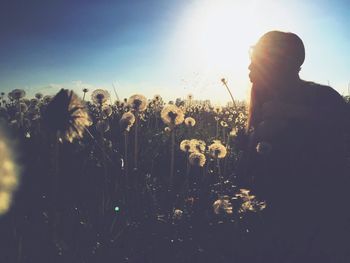 Plants against sky at sunset