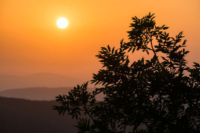 Silhouette tree against orange sky