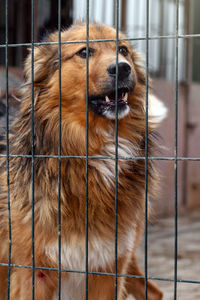 Stray dog in animal shelter waiting for adoption. homeless dog in the shelter. 