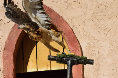 Close-up of bird