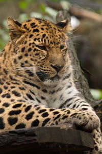 Close-up of tiger sitting outdoors